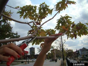 tree pruning - crown reduction example