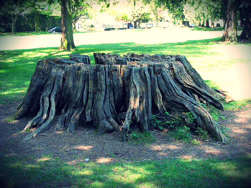 How do you make a tree stump rot faster?
