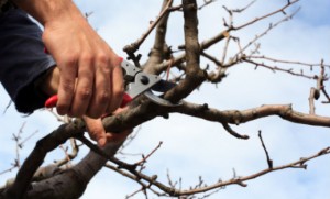 Guide to Tree Removal Costs & Prices
