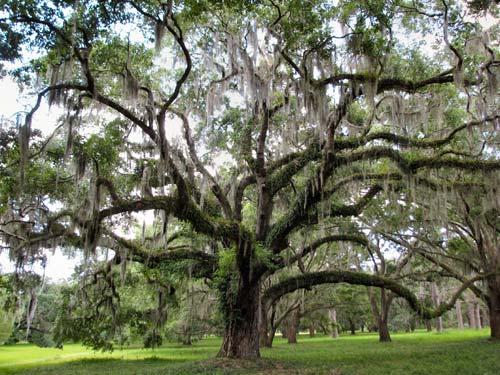 How do you identify trees in Florida?