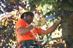 Tree Removal Service | Tree Cutting & Trimming Services, FAQs