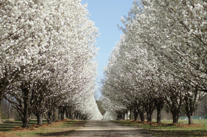 When do pear trees blossom?