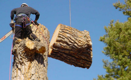 pasco county fl tree removal permit, 2025 Cohasset MA