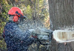 tree cutting equipment
