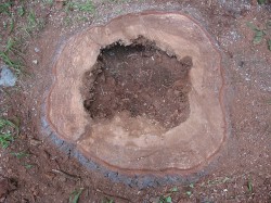 how to rot a tree stump