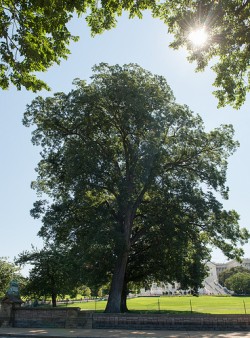 Pecan tree 