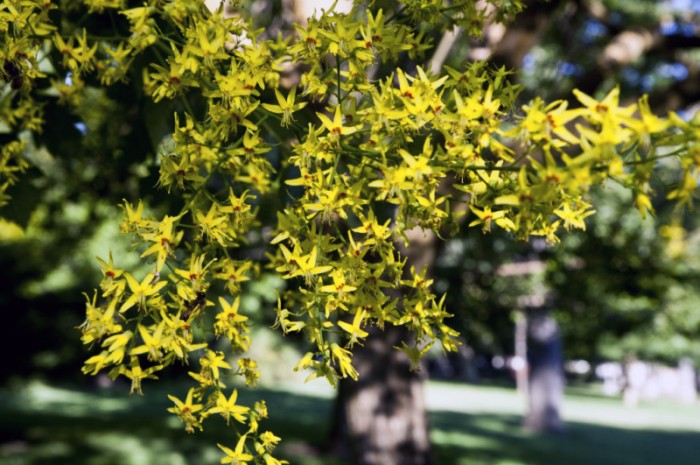 Golden rain tree flowers
