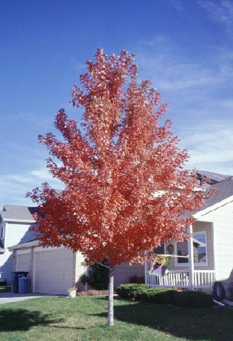 Autumn blaze maple