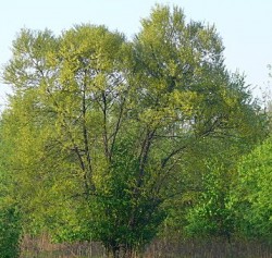 Black willow