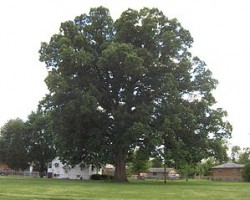 Swamp chestnut oak