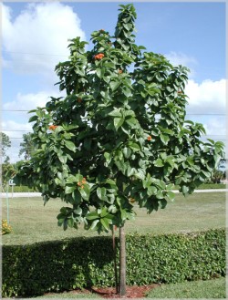 Geiger tree