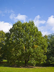 Swamp white oak