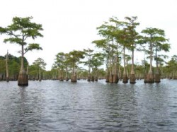 Pond cypress